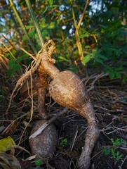 photo of cassava freshly pulled from the ground, brown in color