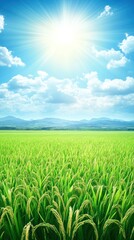 Obraz premium A vibrant landscape of green rice fields under a bright sun and blue sky.