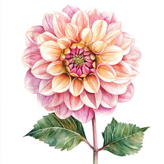 Fototapeta premium dahlia flower watercolor clipart illustration isolated