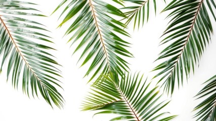 Green palm branches arranged in a flat lay style on a white background, creating a tropical and airy aesthetic, foliage, plant