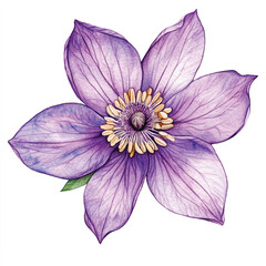 fressia flower watercolor clipart illustration isolated
