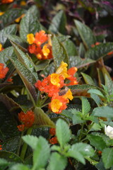 orange and yellow flowers Chrysothemis pulchella