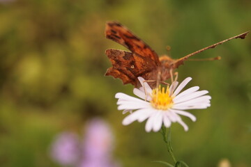 butterfly on flower