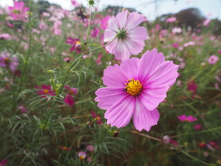 Obraz premium the beautiful cosmos garden in the big park