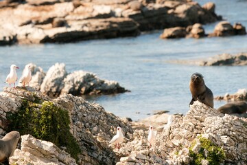 Seagulls and Fur Seal on Coastal Rock: Bright Day by the Shore