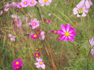 the beautiful cosmos garden in the big park