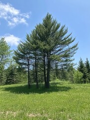Obraz premium A cluster of tall pine trees surrounded by lush green grass under a clear blue sky.
