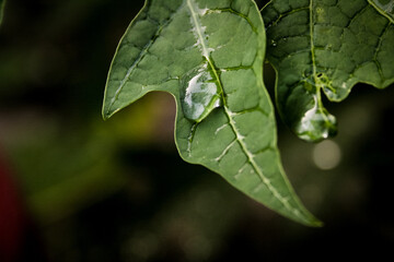 Water droplets on papaya leaves. Rainy season concept