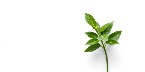 Fresh green tea leaf on clean white surface, symbolizing purity and natural freshness, purity, healthy