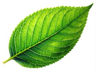 Obraz premium Vibrant green leaf isolated on a background, perfect for nature-themed designs, eco-friendly projects, and environmental concepts. Ideal for conveying organic beauty and sustainability.