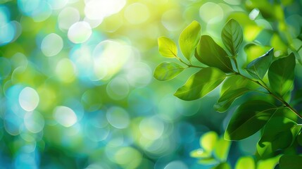 Fototapeta premium Blurred green and blue summer background with bright bokeh: Natural leaves cover ecology environment.