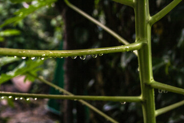 Water droplets on papaya tree branches. Rainy season concept