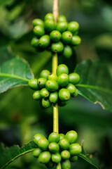 green raw Arabica coffee on coffee Plant in the big forest, at chiang mai thailand, in the rain season, 100% organic coffee that awakens with the forest and nature.