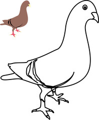 Vector illustration of a dove sketch, pigeon