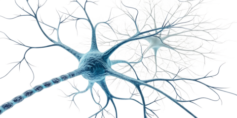 Brain neuron isolated on white background as transparent. PNG. AI GENERATED.