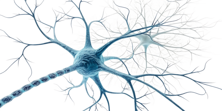 Brain neuron isolated on white background as transparent. PNG. AI GENERATED.