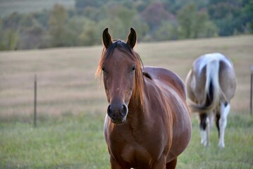 horse in the field