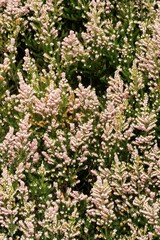 Close-Up of Erica Arborea x Veitchii Blossoms: Stunning Floral Detail