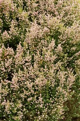 Close-Up of Erica Arborea x Veitchii Blossoms: Stunning Floral Detail