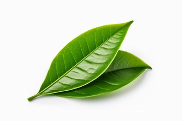 Obraz premium fresh tea leaves isolated on white background 
