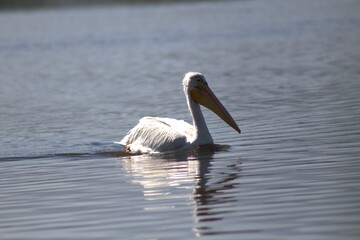 Pelicano nadando en una tarde tranquila