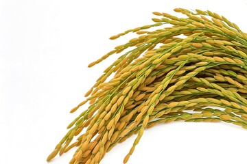 A pile of golden rice paddy stalks against a white background.