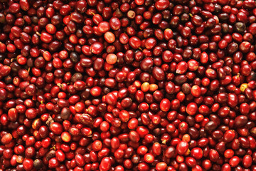 close up of fresh coffee beans for background                 