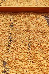 Obraz premium Close up of coffee beans drying in the sun 