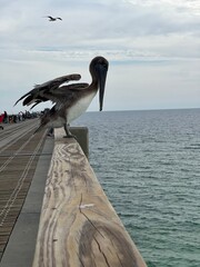 Pelican