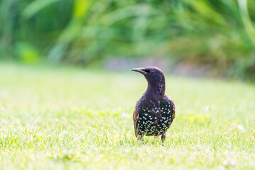 The common starling or European starling, Sturnus vulgaris, walks across the lawn.