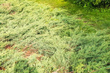 Bright green juniper branches illuminated by the sun. Juniper bush in autumn.