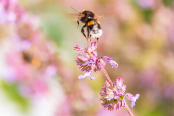 Bumblebee (Bombus hypnorum) is sucking nectar from Salvia flower.