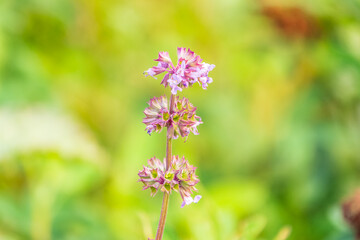 Lilac sage (Salvia nemorosa, Salvia verticillata), mountain meadow subalpin meadow or foothills North Caucasus. Good nectar carrier (nectariferous, honey plant, aethereal oil, attar, drug raw material