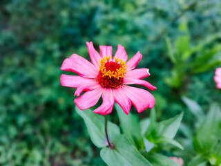 Obraz premium Zinnia flowers are pink and elegant. And grows in front of the house