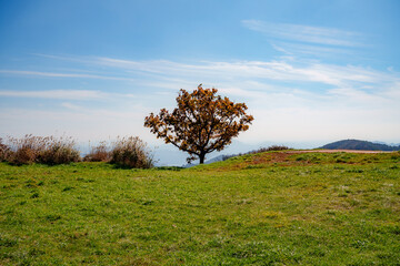 Obraz premium Autumn scenery with a lone tree standing in a green field on Hwangmaesan Mountain in Korea
