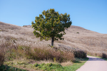 Autumn scenery with silver grass and trees in Hwangmaesan Mountain, Korea