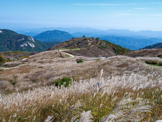 Autumn scenery with silver grass spreading out on Hwangmaesan Mountain in Korea