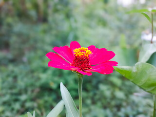Zinnia flowers are pink and elegant. And grows in front of the house.