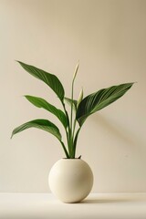 A stylish peace lily plant in a round white pot, set against a neutral background, perfect for modern interior design and home decor inspiration.