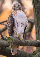 Red-tailed Hawk portrait wit autumn leaves color background, Quebec, Canada