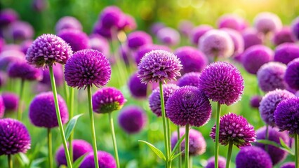Fototapeta premium Deeply colored amethyst purple flowers blooming in a lush green garden, greenery, colorful, flora, vibrant, amethyst