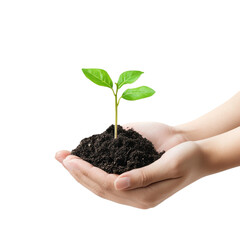 hands holding a young tree on isolated background.