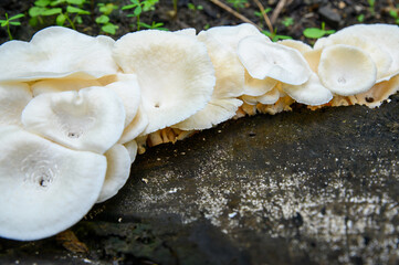 White mushrooms cling to the moss-covered bark. A lively autumn display in the heart of the forest.