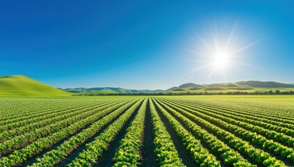 Sunlit Field of Green
