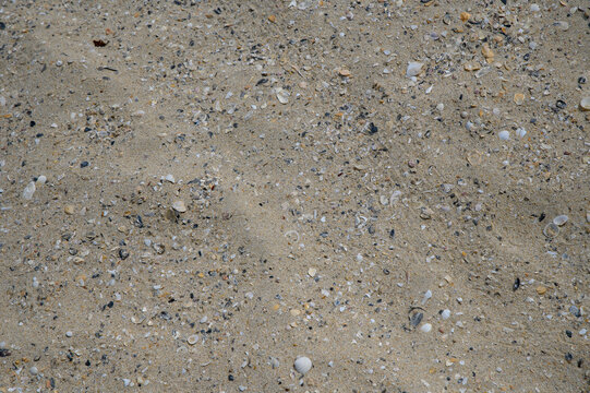 Sand by the sea with crushed shells