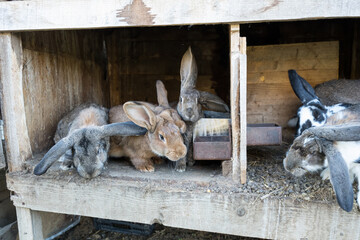 House Rabbit Care Behavior in October in Romania, 2024