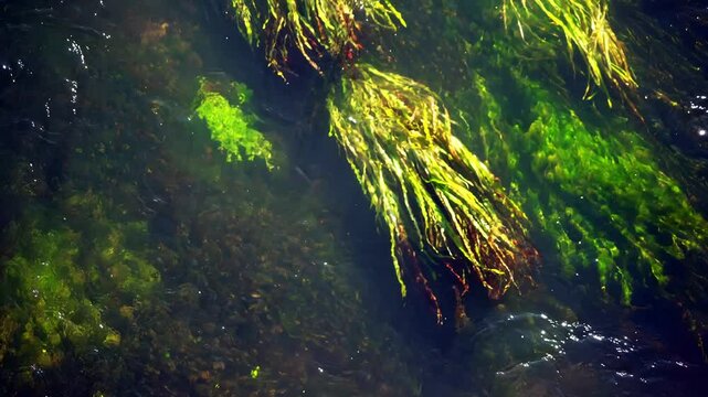 Water Flowing Over Grass in River: Serene Natural Scene