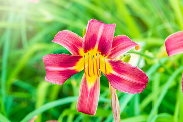 Close up of a single orange day lily, Hemerocallis fulva, in full bloom.