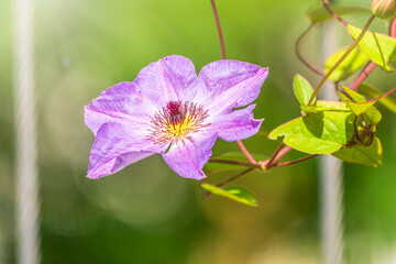 Obraz premium Spring Flowering Downy Clematis (Clematis macropetala). Close up of flowering blue Clematis on blurred background.