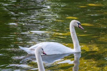 A graceful white swan swimming on a lake with dark water. The white swan is reflected in the water